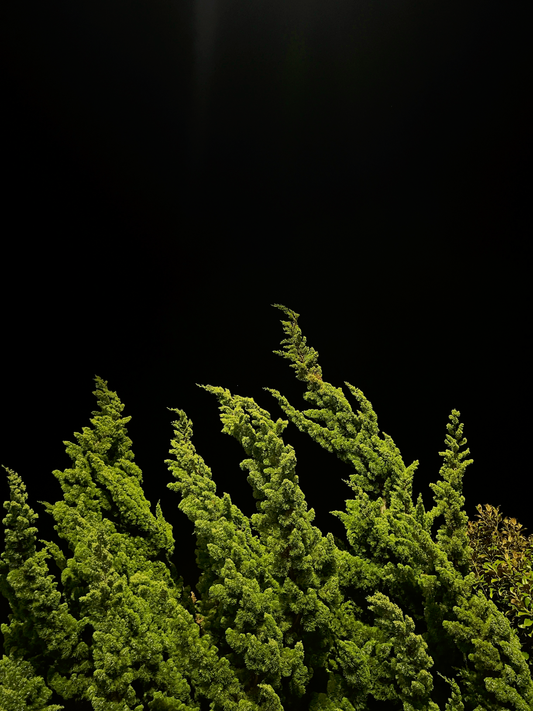 Pine Treetops - Shakespeare Regional Park - New Zealand